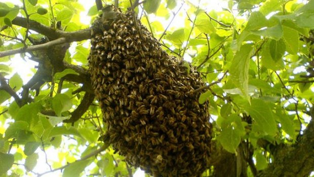 Bienenschwarm_orzolo-bysa_s.jpg