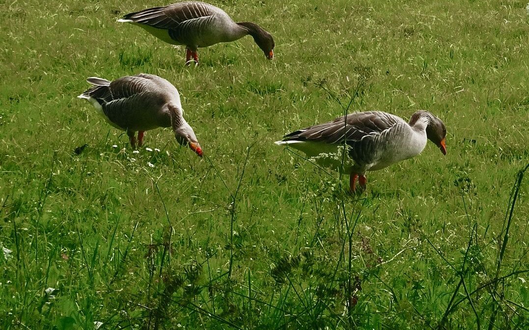 Graugänse weiden gerne in kurz geschnittenem Gras, weil sie sich da sicherer fühlen. Hier ein Trupp bei Interlaken im Berner Oberland. 