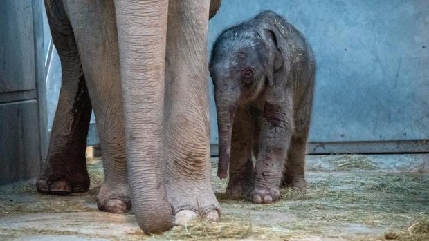 Junger Elefant im Zoo Zürich mit Mutter Indi