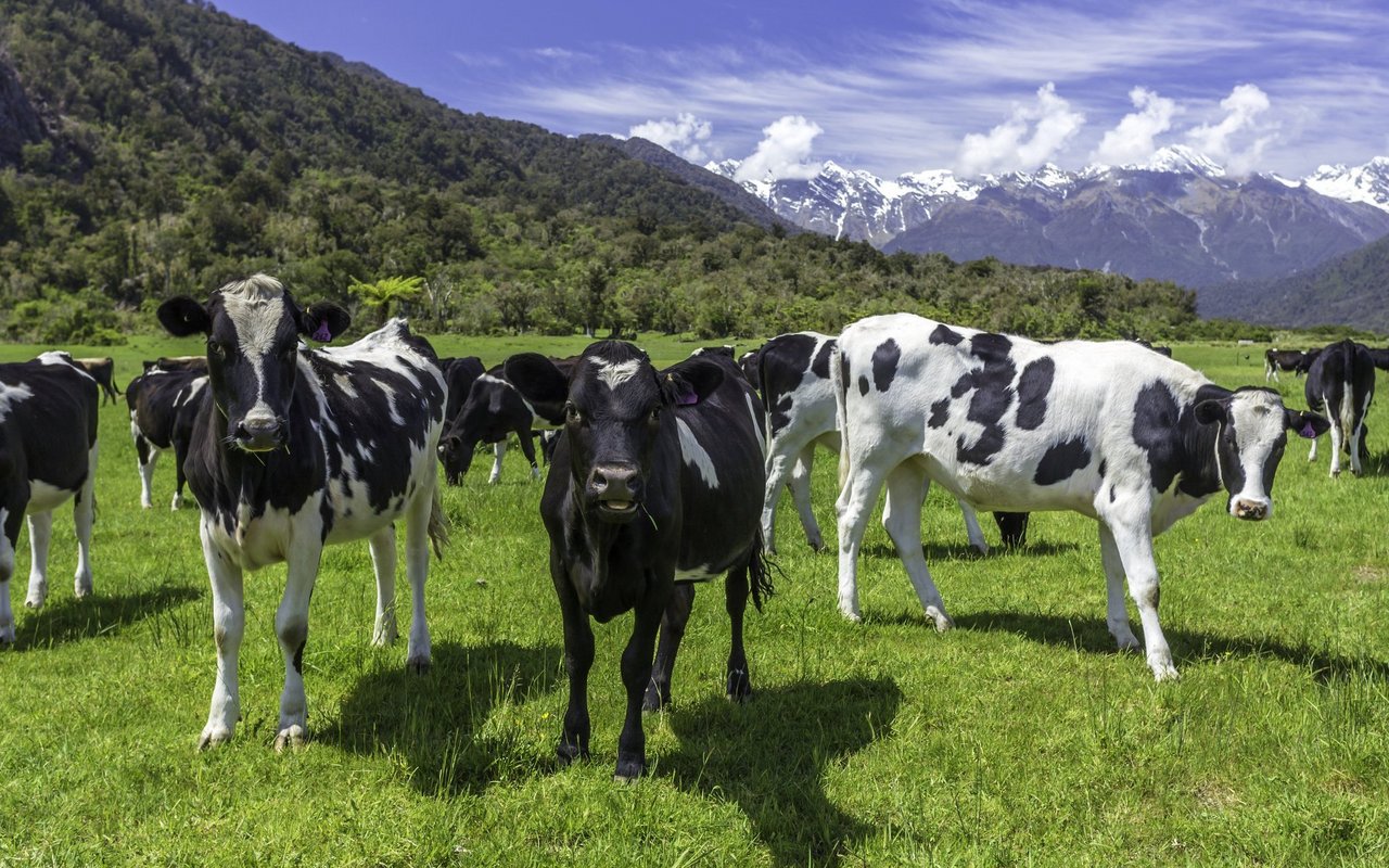 Für Landwirte mit Kühen könnten in Neuseeland ungemütliche Zeiten anstehen. 