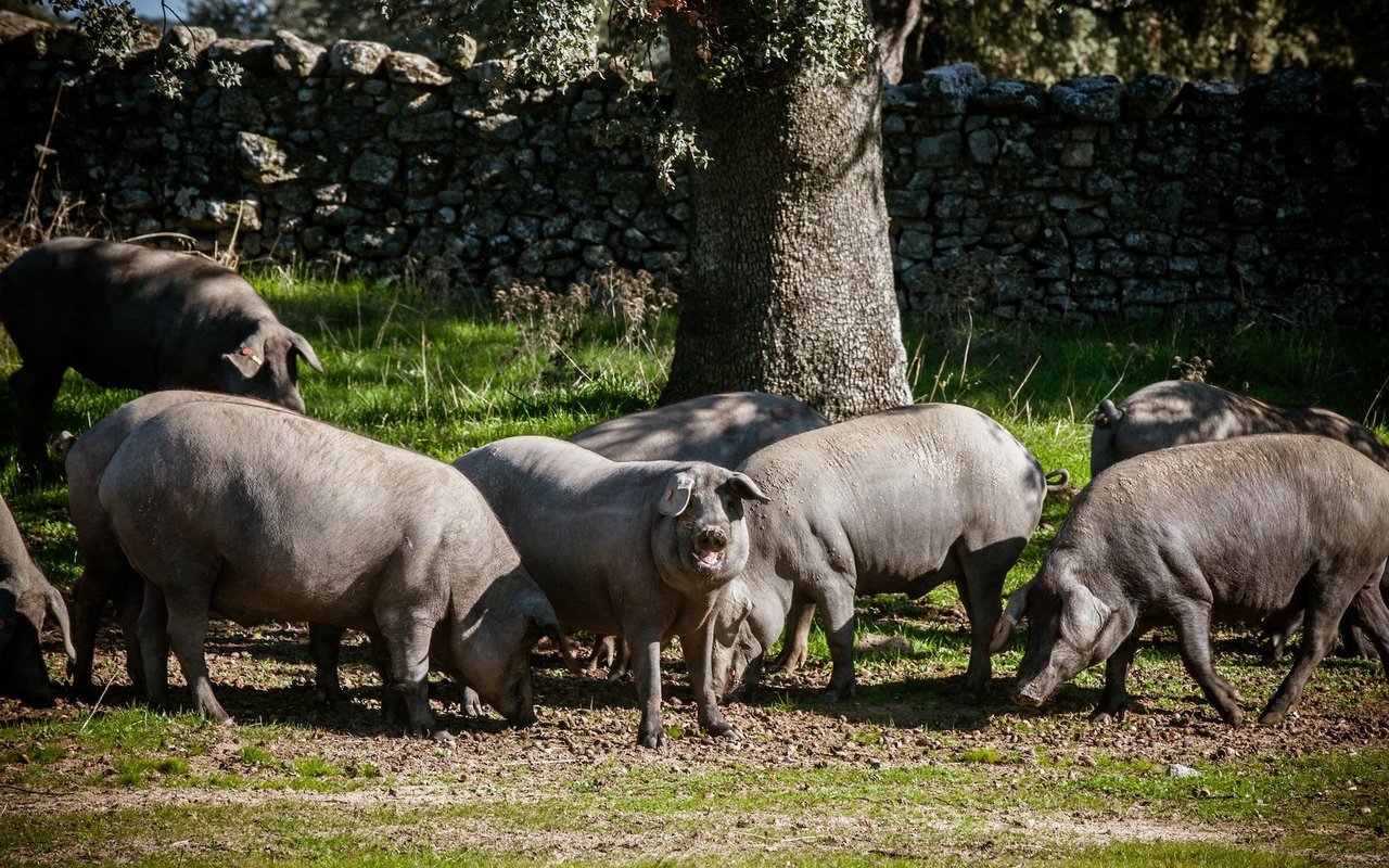 Die Tiere werden meist als Weideschweine sommers wie winters freilaufend in Korkeichen- und Steineichenhainen gehalten