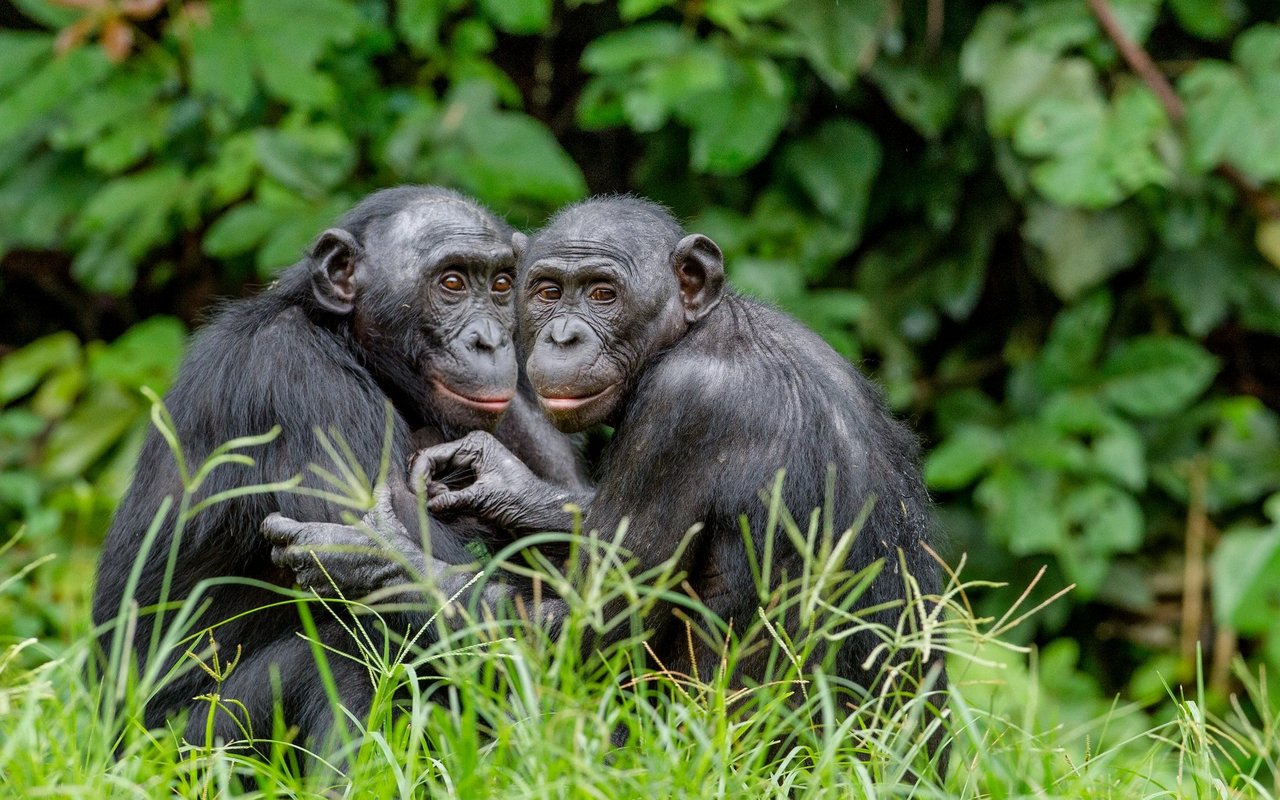 Bei Bonobos ist die Gruppenhierarchie komplex. Die Herarchiestellung eines Männchens wird von der Position der Mutter beeinflusst. Wie die Hierarchien zwischen den Geschlechtern beeinflusst wird, wird noch untersucht.