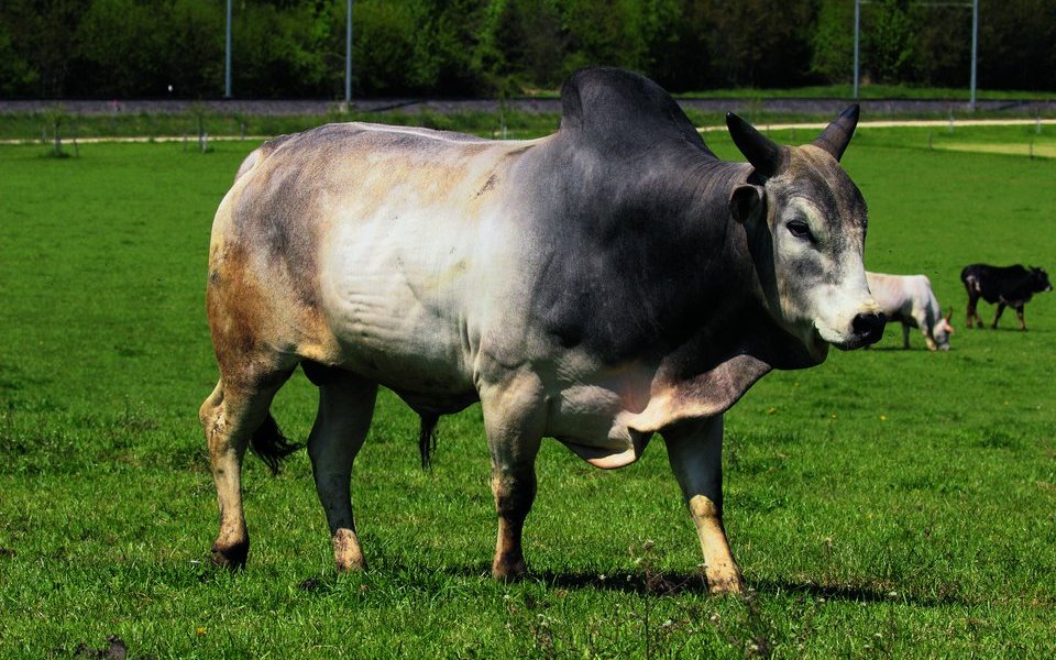 Der Zebu-Stier von Bätterkinden.