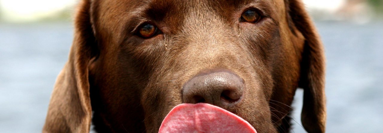 Labrador Retriever gehören zu den beliebtesten Hunderassen.