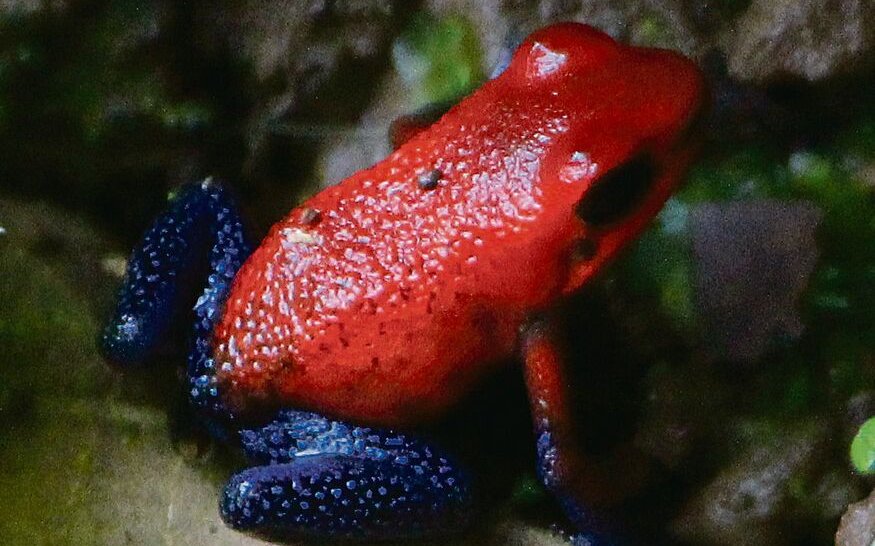 Ein Erdbeerfröschchen an seinem Wildstandort im tropischen Regenwald in Costa Rica.