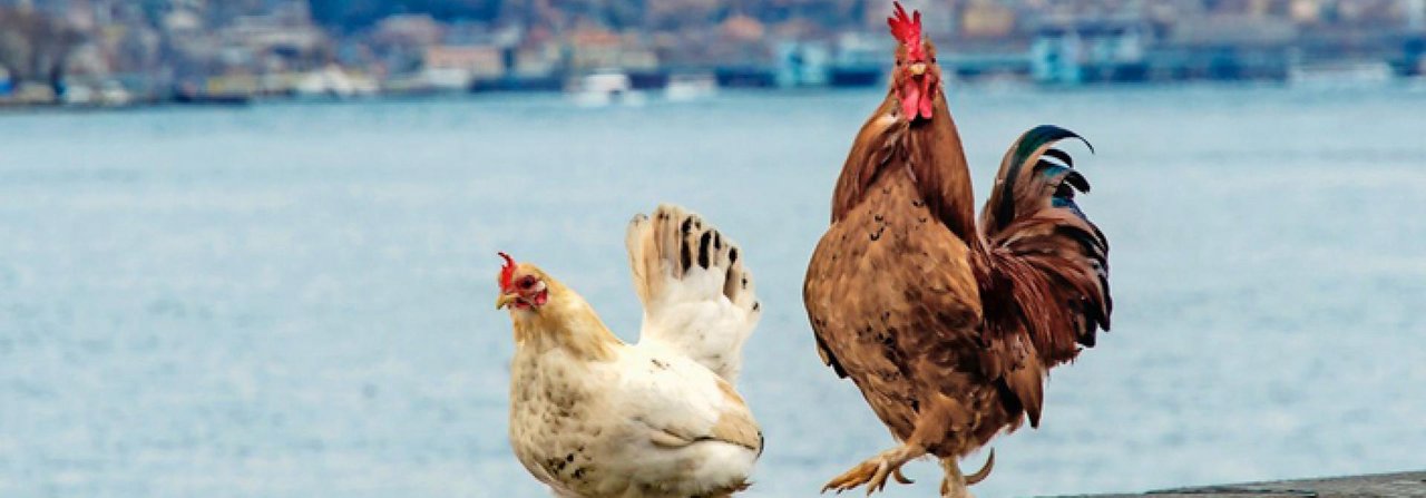 Hühner gehören auch in Städten wie hier in Istanbul nicht auf die Strasse, sondern in einen Hof mit Stall.