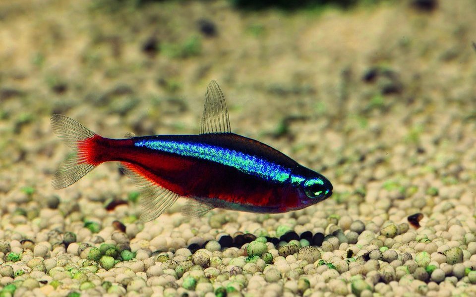 Der Rote Neon ist ein gängiger Fisch, der oft abgegeben wird.