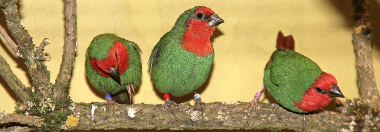 Rotkopf-Papageiamadinen aus Samoa, Fidschi und Neu-Kaledonien werden unter den Papageiamadinen am Häufigsten in der Schweiz gehalten.