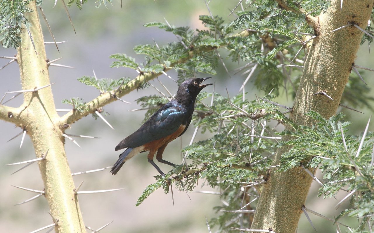 Dreifarbenglanzstar in einem Akazienbusch in seinem Lebensraum im Nakuru-Nationalpark in Kenia. 
