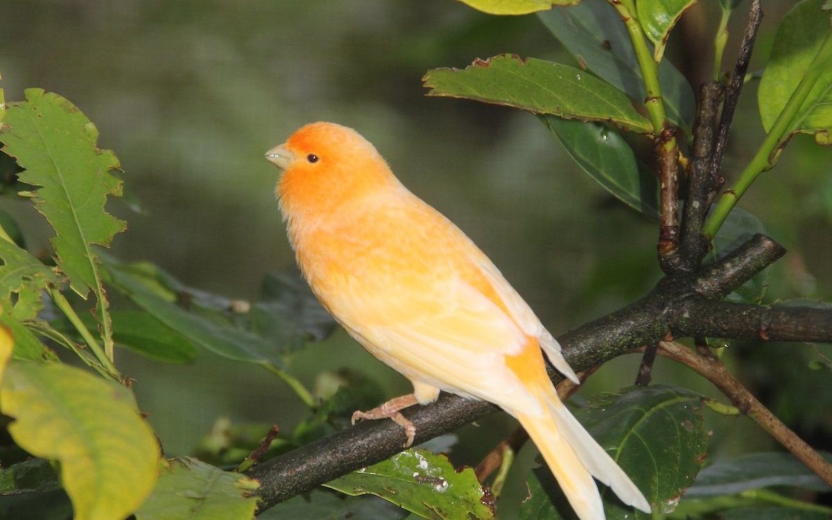 Dieser Kanarienvogel geniesst den Freiflug in einer grossen, bepflanzten Freivoliere. 