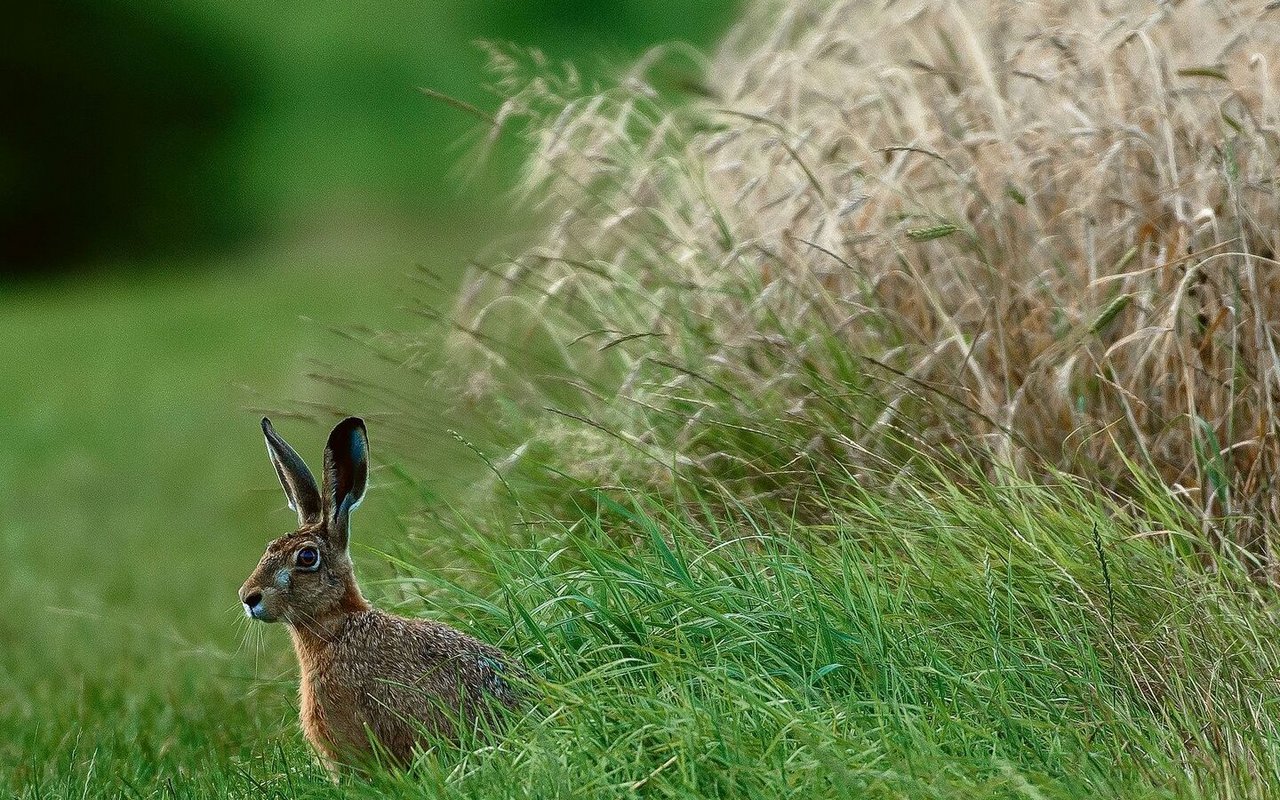 Der Feldhasenbestand im Klettgau hat sprunghaft zugenommen, dank Biodiversitätsförderflächen. 