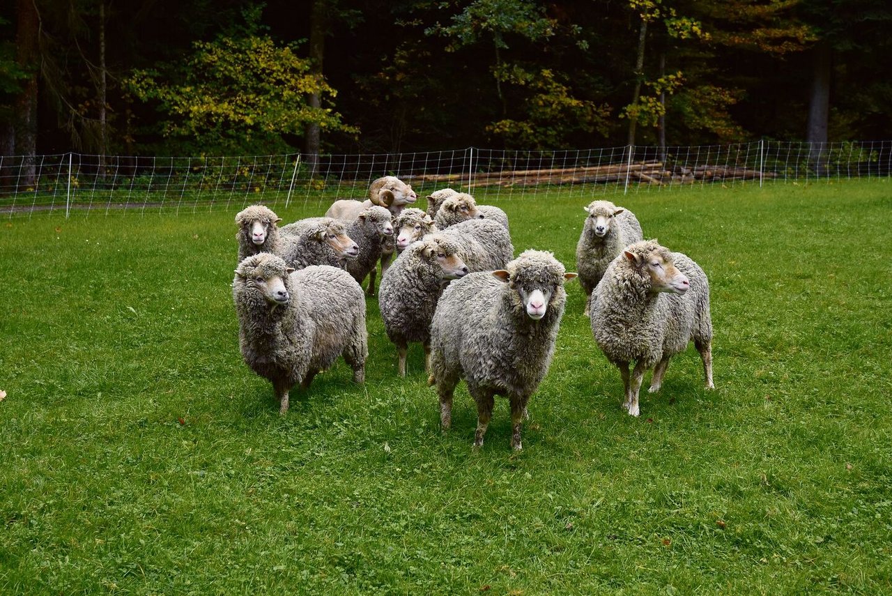 Leuchtend weiss und acht bis neun Zentimeter lang sind die Haareder Schweizer Merinos, die beim Fototermin kurz vor der nächsten Schur standen.