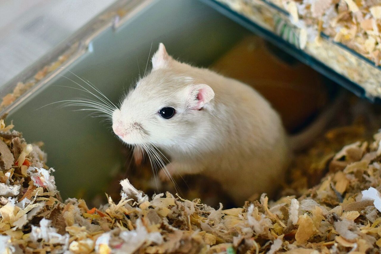 Gerbils brauchen Unterschlüpfe.