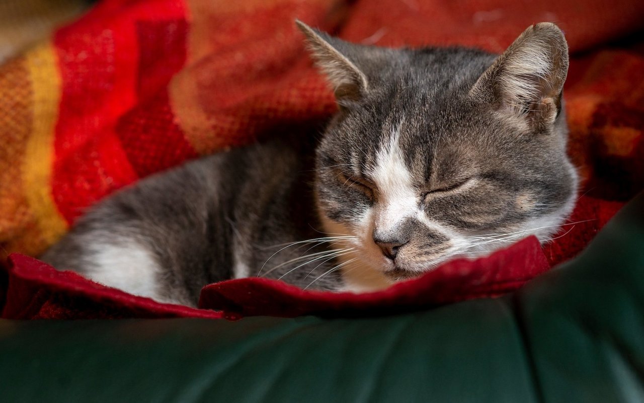 Wird aus der Kuscheldecke ein Nest geformt, schläft zumindest die Katze der Autorin liebend gerne darin.