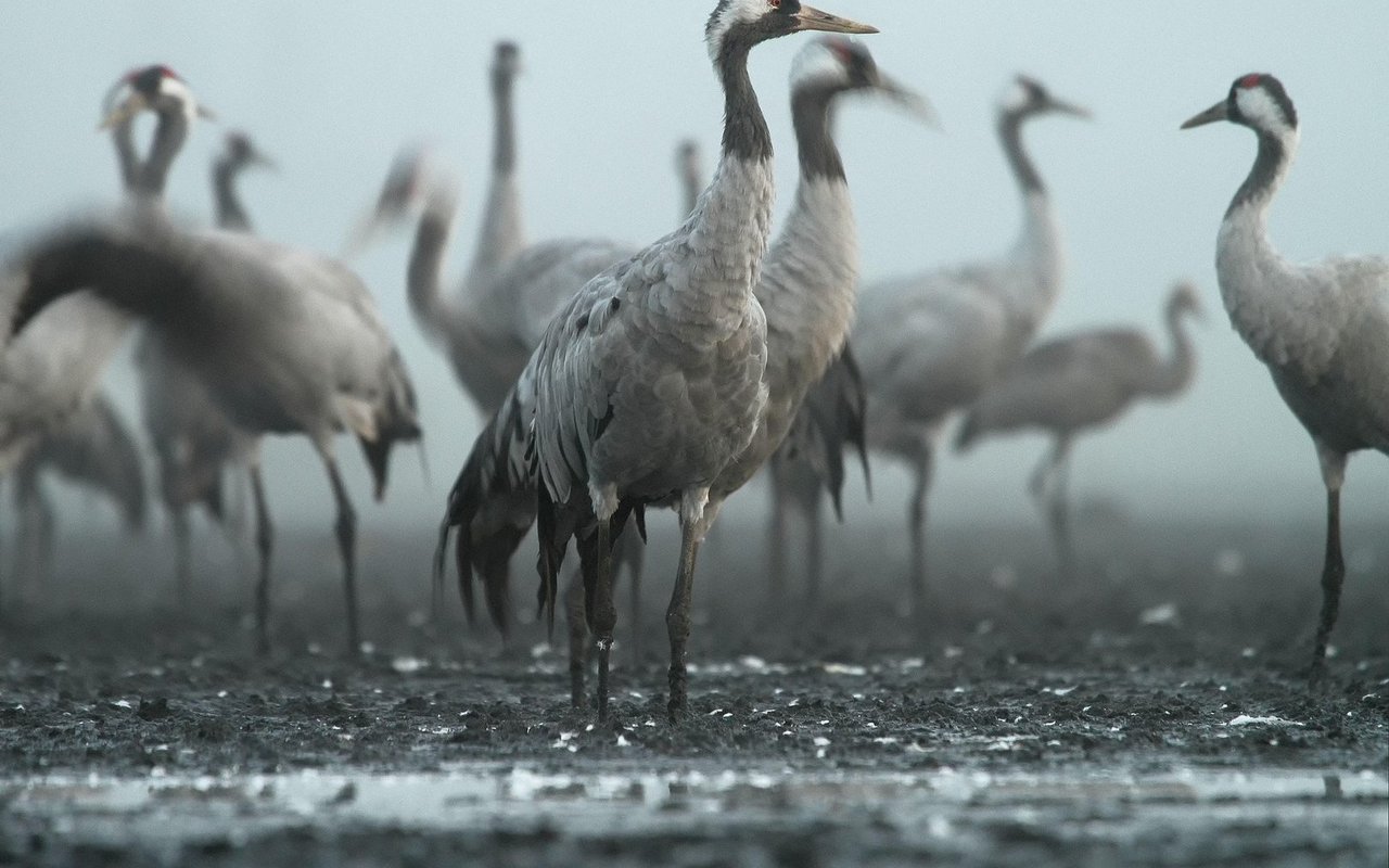 Bei kurzen Zwischenstopps sammeln die Vögel neue Kräfte für den Weiterflug.