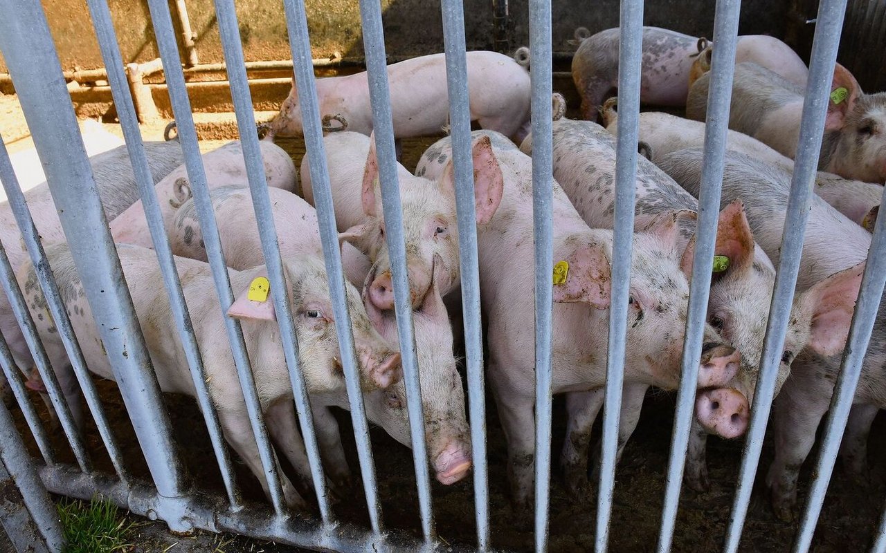 Schweine in der Schweiz leben nach Meinung der Initianten ohne ausreichend Beschäftigung auf Betonböden. 
