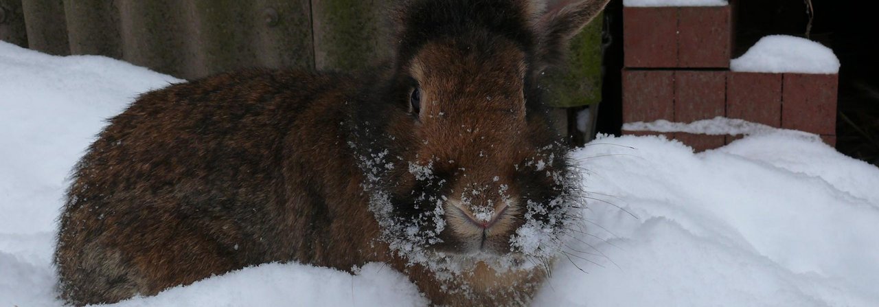 Kaninchen mögen Freilauf im Winter ebenso wie im Sommer.