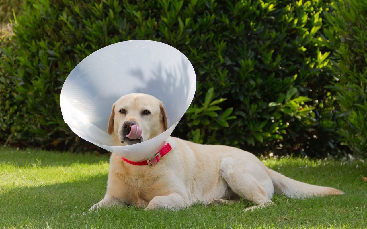 Der Plastikkragen verhindert dass der Hund an den Wunden leckt. 