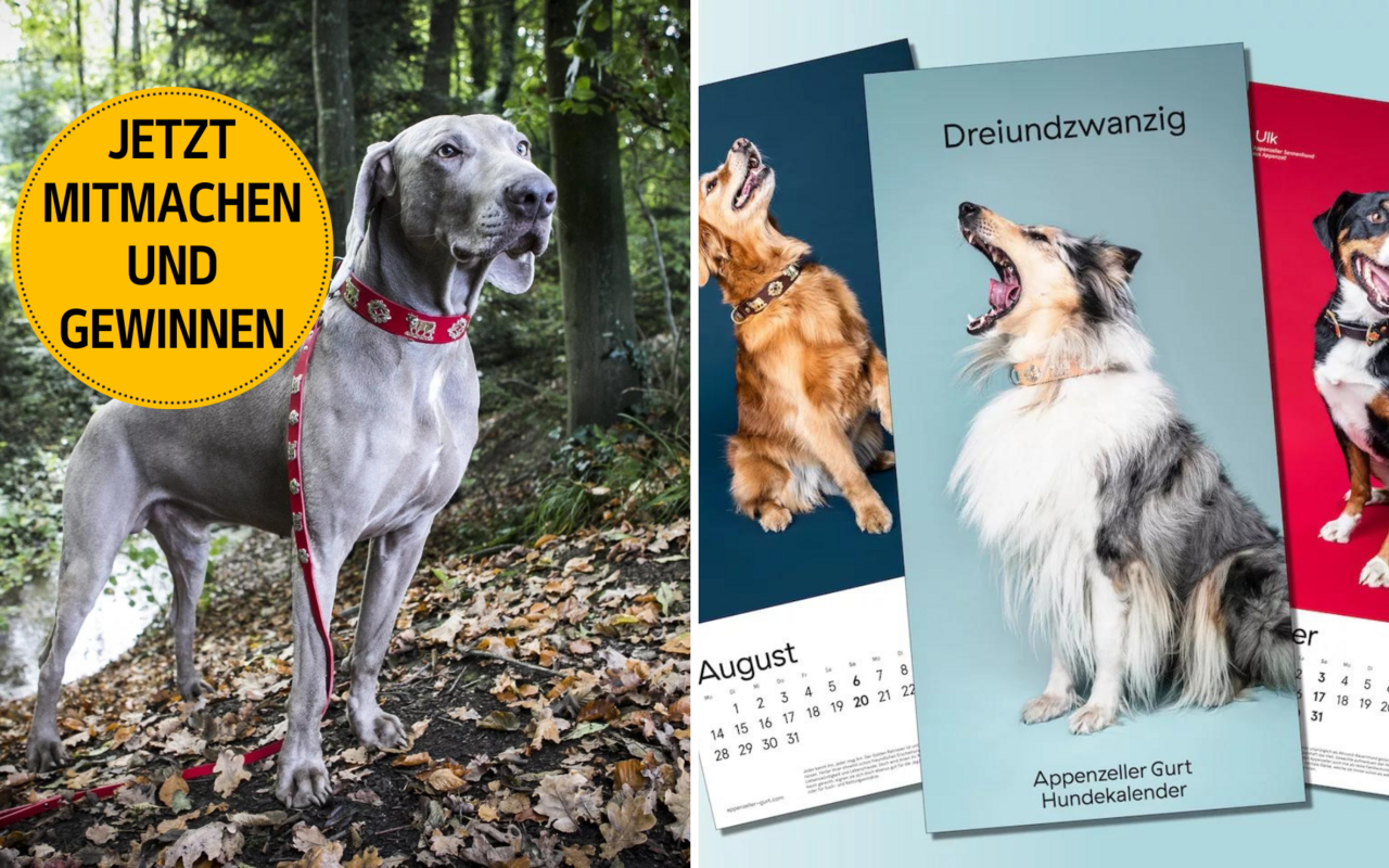 Aus über 60 Hunden, welche sich für das Hundeshooting beworben haben, wurden 18 «Hundemodels» ausgewählt. 