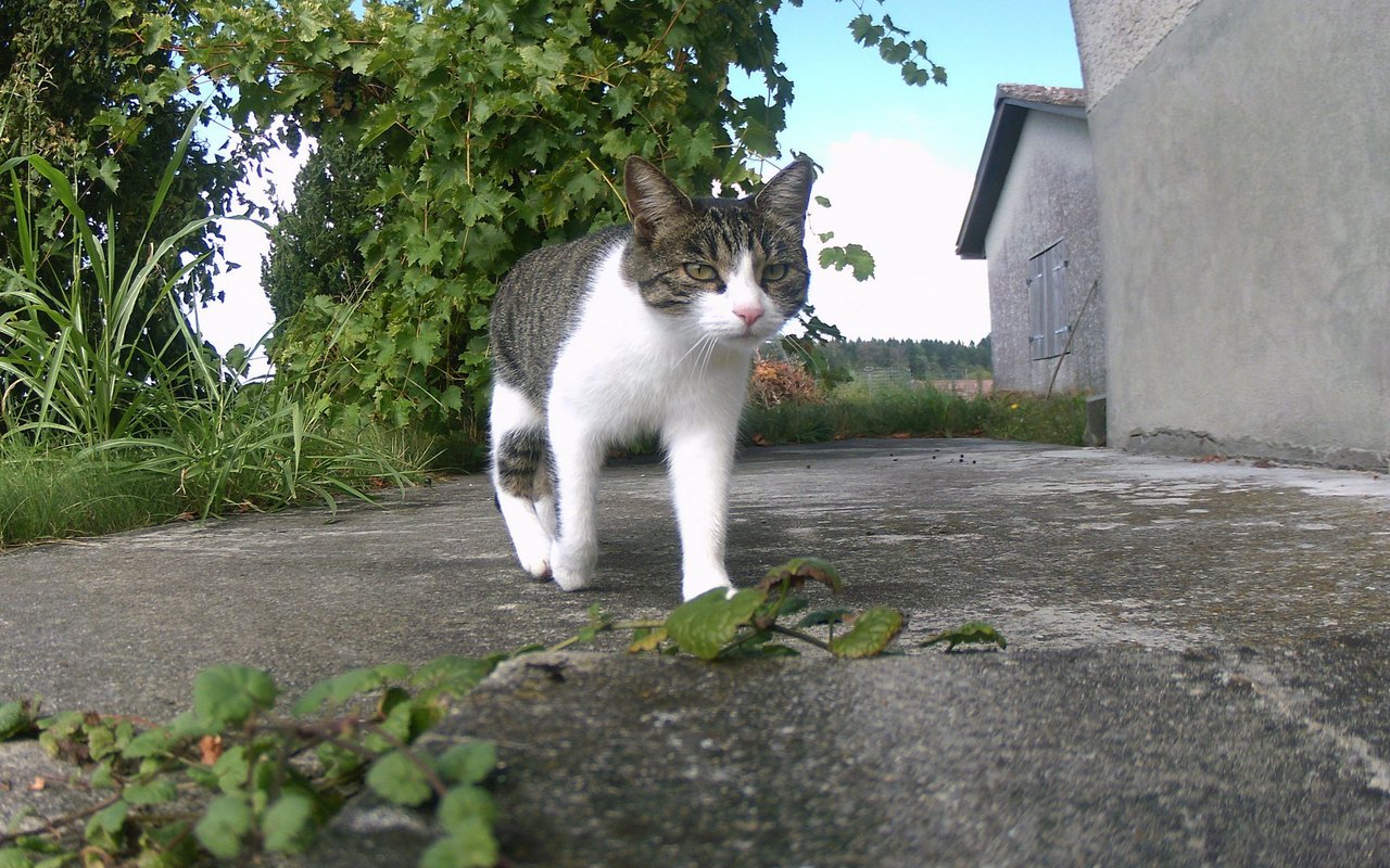 Neben Wildtieren nutzt auch Nachbars Büsi gerne die Gelegenheit, sich ablichten zu lassen. 