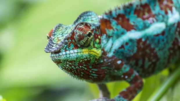 Chamaleon.jpg