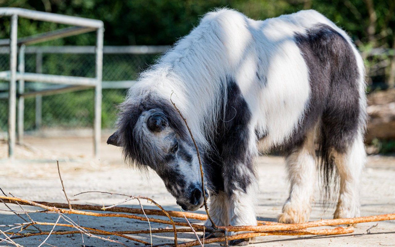 Pony Wilma wurde 38 Jahre alt. 