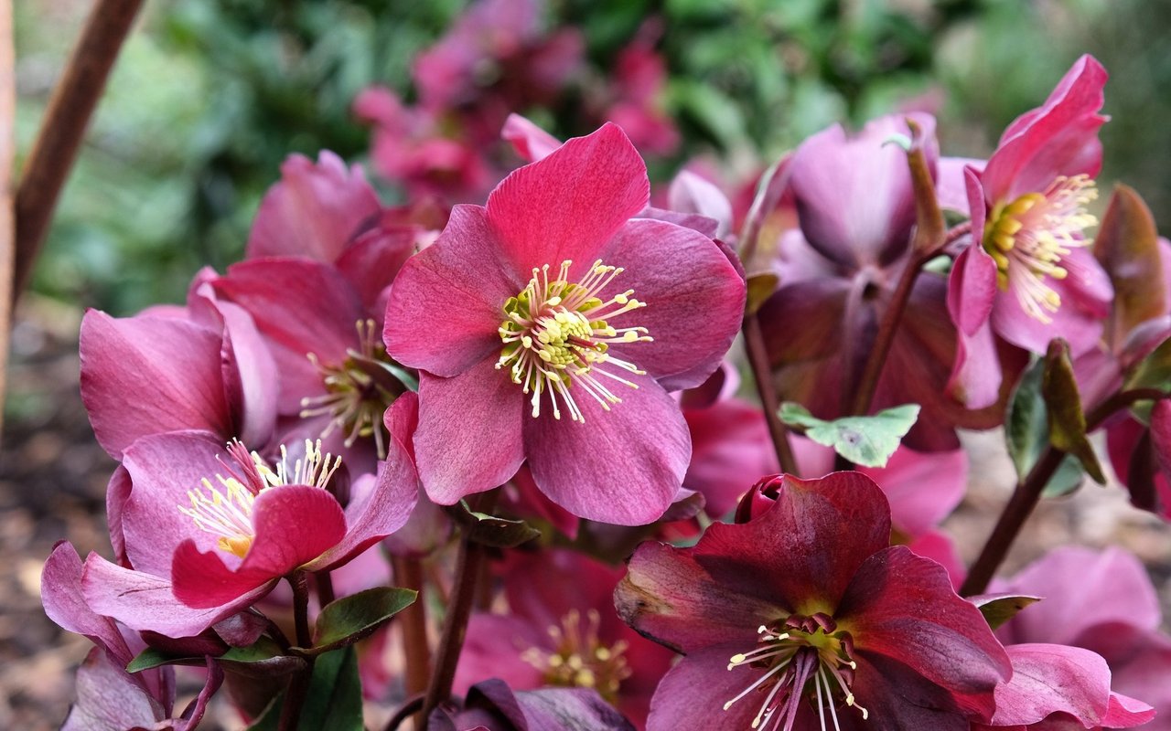 Lenzrose (Helleborus Orientalis)