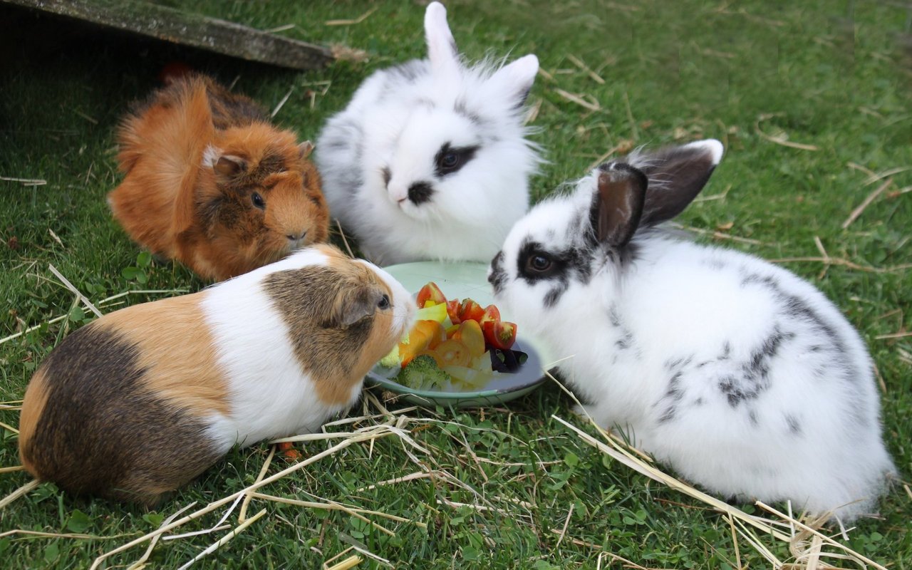 Eine Gemeinschaftshaltung mit Kaninchen ist nur in einem sehr grossen und reich strukturierten Gehege möglich. 