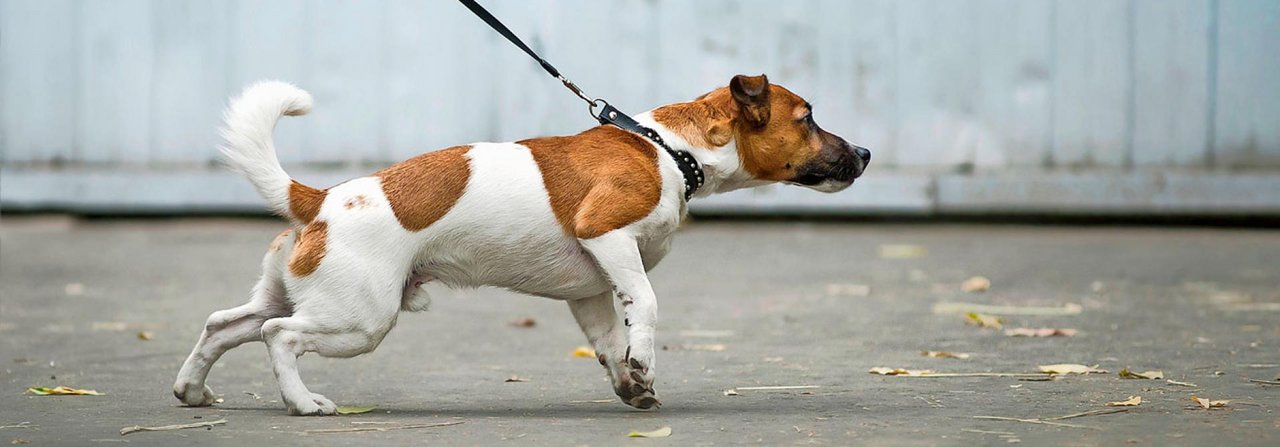 Wenn der Hund zieht, ist Fingerspitzengefühl gefragt.