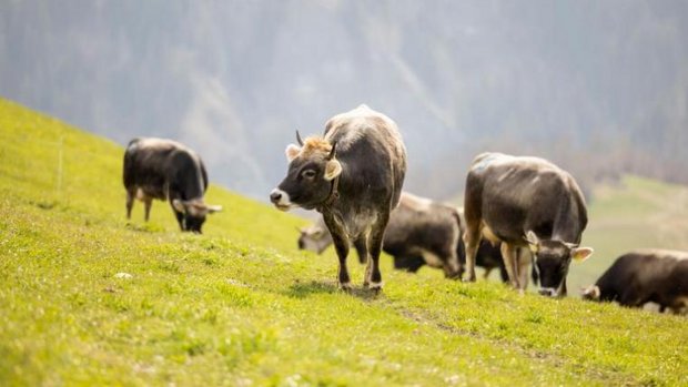 Rätisches Grauvieh auf Weide