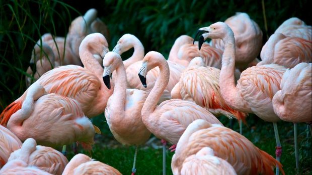 Flamingos im Zoo Zürich