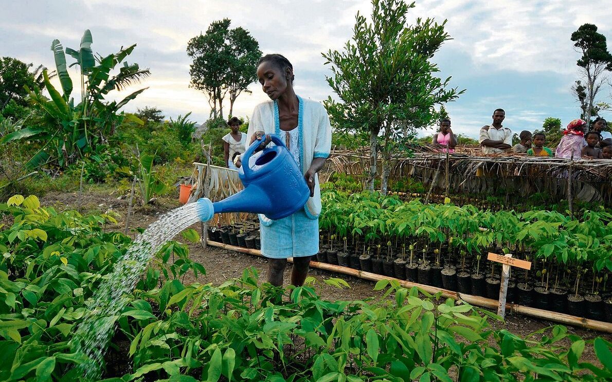 In Andranoanala in Madagaskar wurden mit Hilfe des Zoo Zürich über 60'000 Bäume aus Samen gezogen und ausgepflanzt, um Waldkorridore zu bilden. 