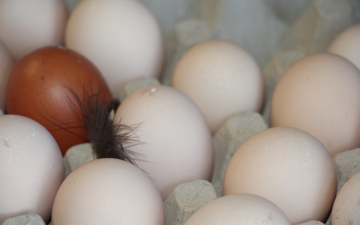 Hühnerhalter haben stets frische Eier. 