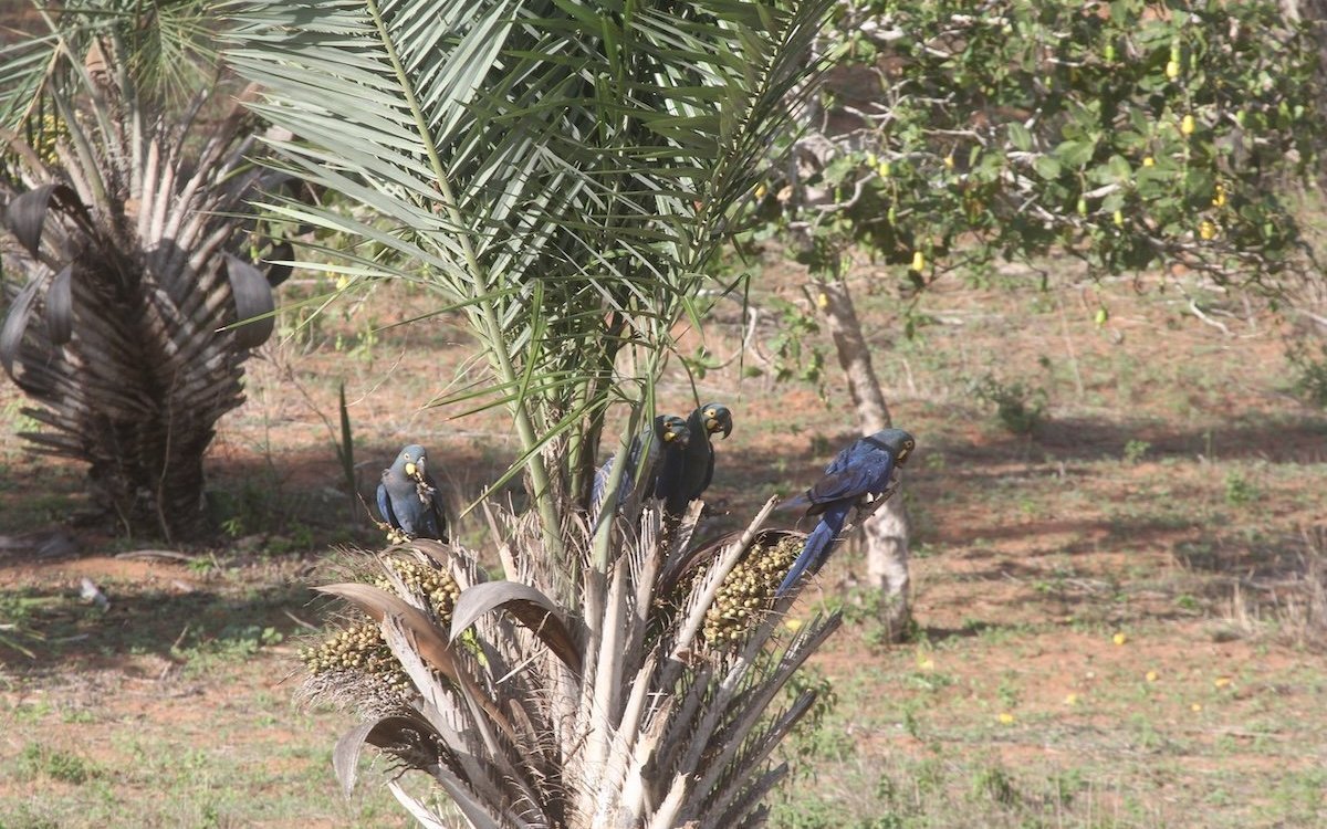 Lear-Aras in der Krone einer Licuri-Palme beim Nagen der Nüsse. 