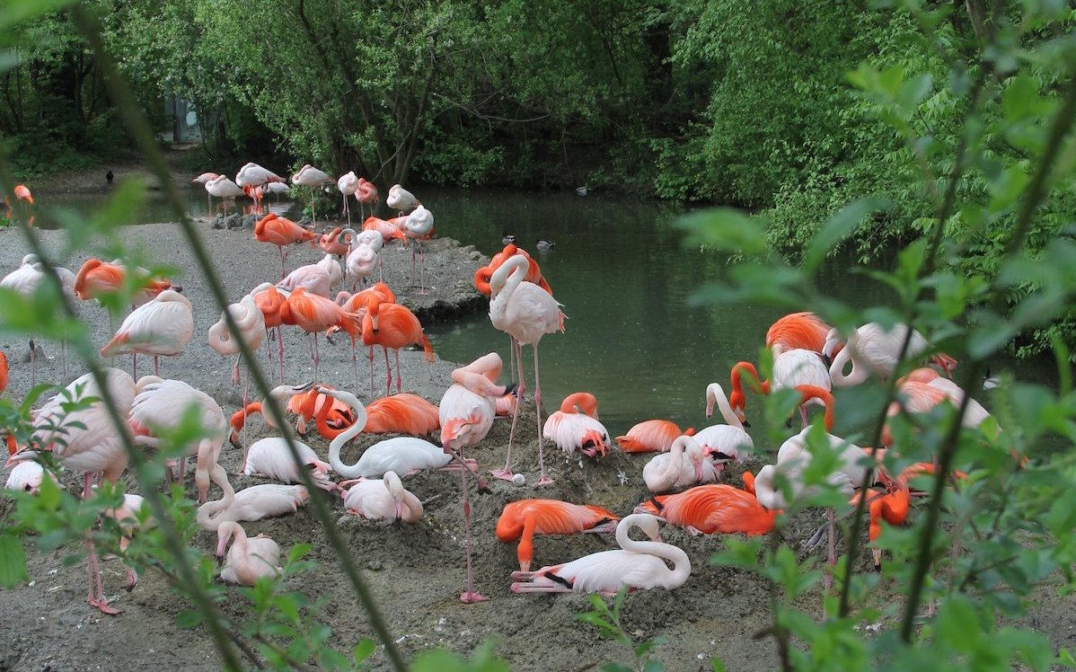 Karibische Flamingos (mit rotem Gefieder) und Rosaflamingos in einer gemeinsamen Kolonie in Zoohaltung. 