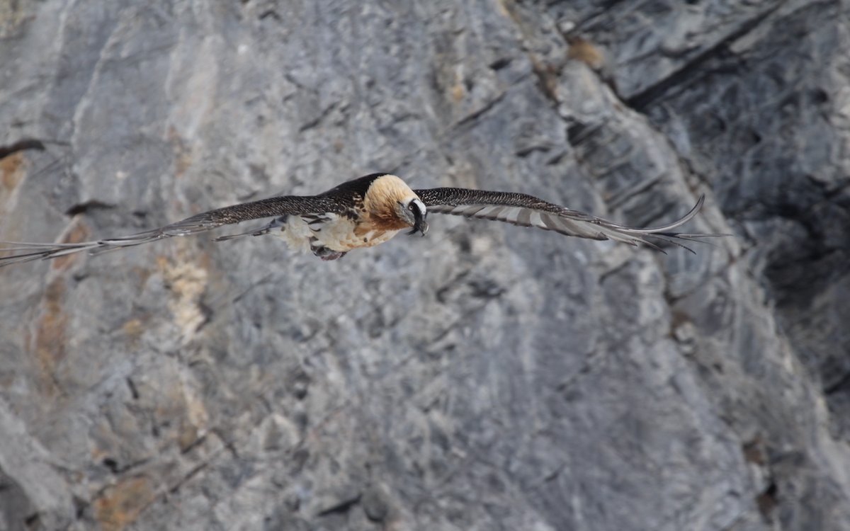 Der Bartgeier fliegt Felswänden entlang und hält Ausschau nach Knochen, seiner Nahrung. 