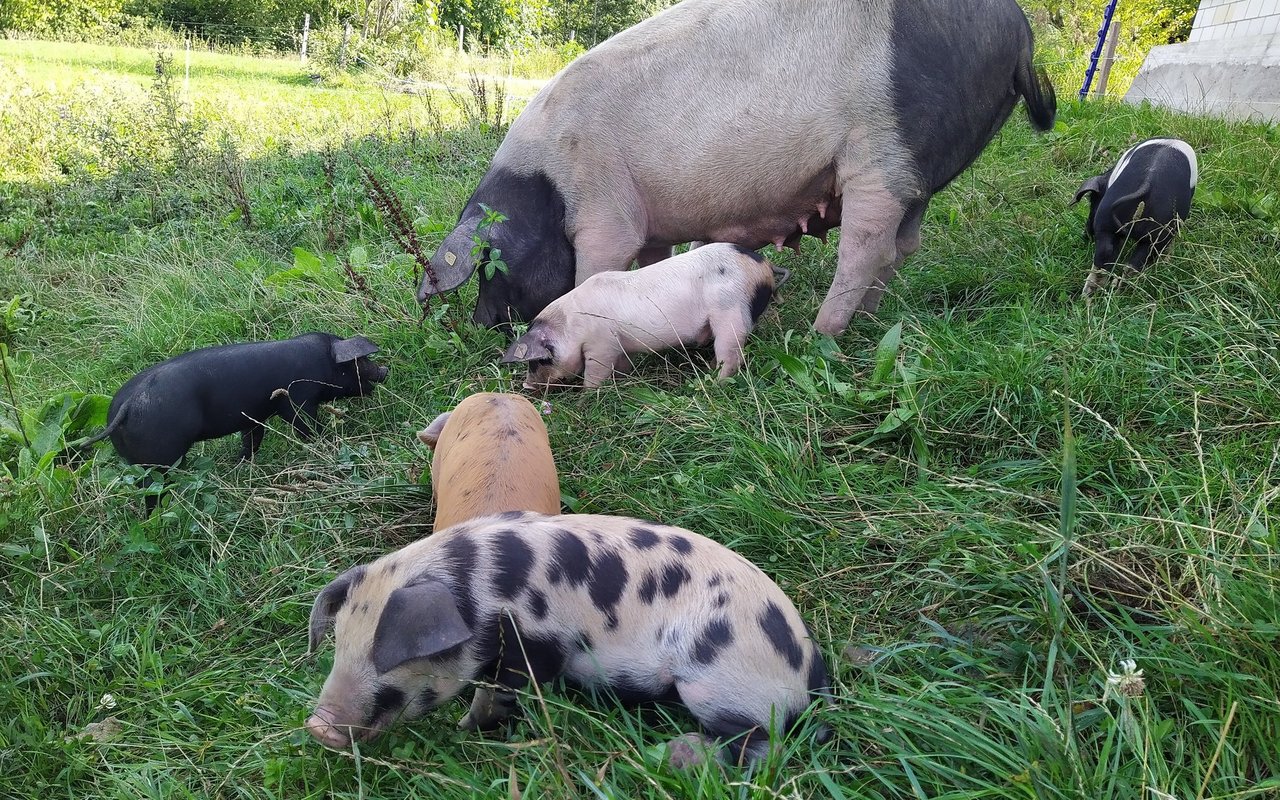 Für eine artgerechte Schweinehaltung ist es unerlässlich, dass die Bedürfnisse der Tiere erfüllt werden.