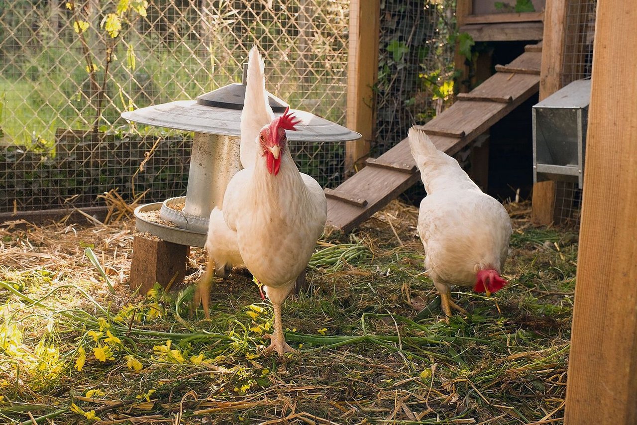 Eine gedeckte Voliere mit engmaschigem Gitter vor dem Stall erlaubt den Hühnern auch Freilauf während der Vogelgrippe. 