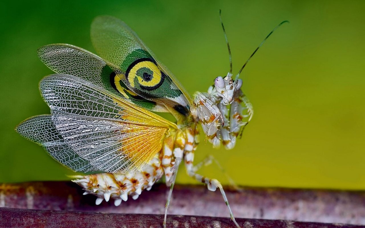 Eine Afrikanische Blütenmantis mit imposante Augenflecken auf den Flügeln.