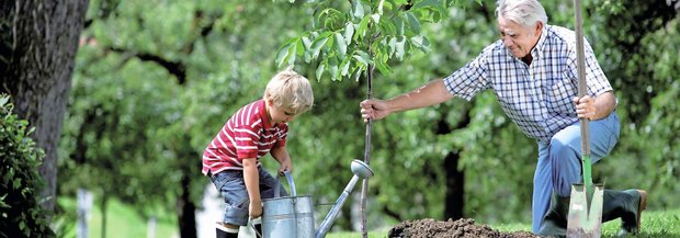 Grossvater und Enkel pflanzen Baum ein