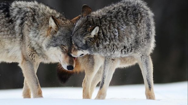 Zwei Wölfe im Schnee