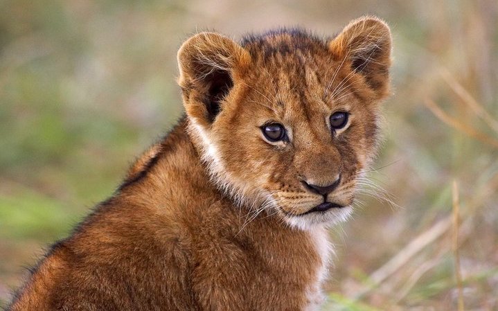 Nördliche Löwen sind vom Aussterben bedroht. Mit der Aufzucht der drei Jungtiere will der Zoo daher einen Beitrag zur internationalen Enthaltungszucht leisten. (Symbolbild)