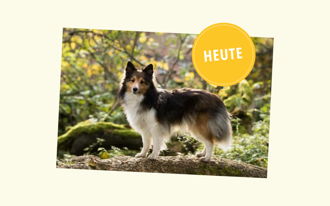 Obwohl auch er heute grösser ist, hat der Sheltie vor allem ein längeres Fell bekommen.