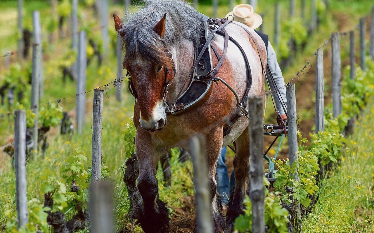Pferde helfen im Weinbau