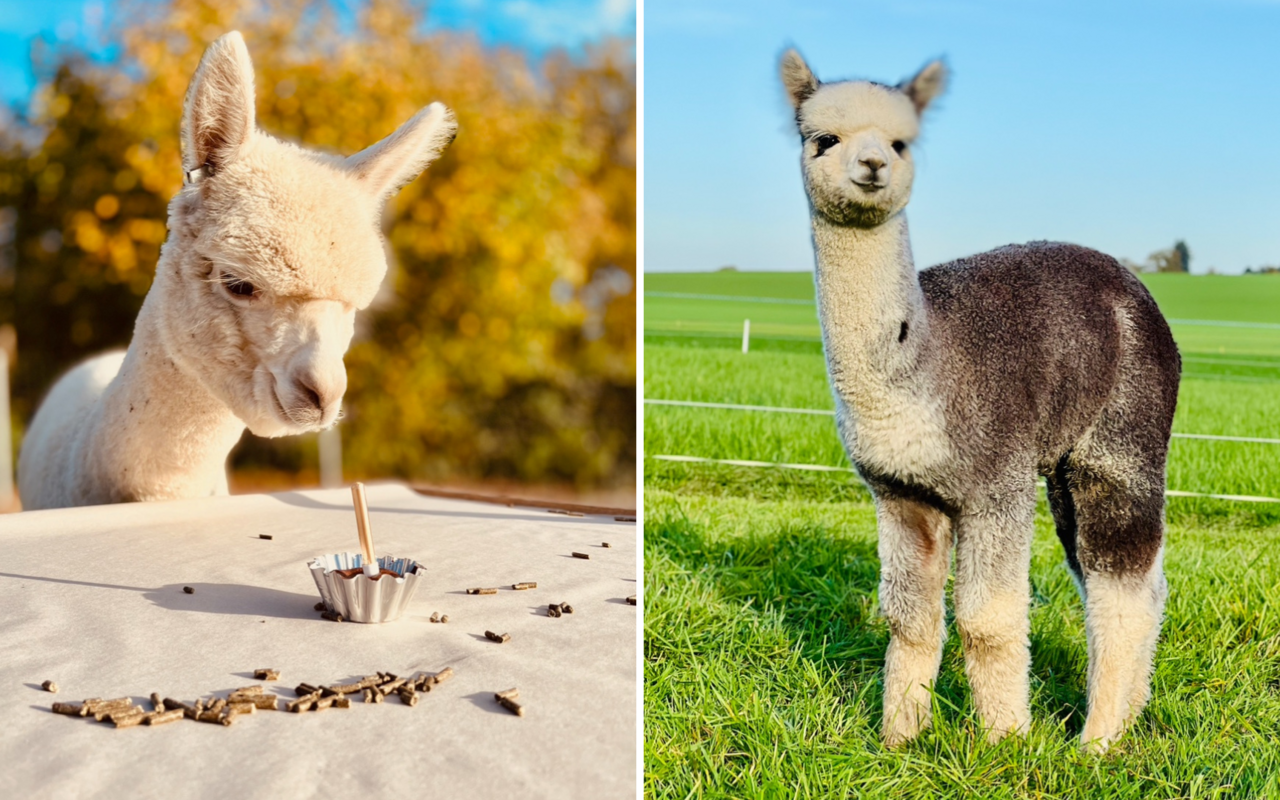 Alpakas sind nicht nur niedlich, sondern auch sehr neugierige Tiere. 