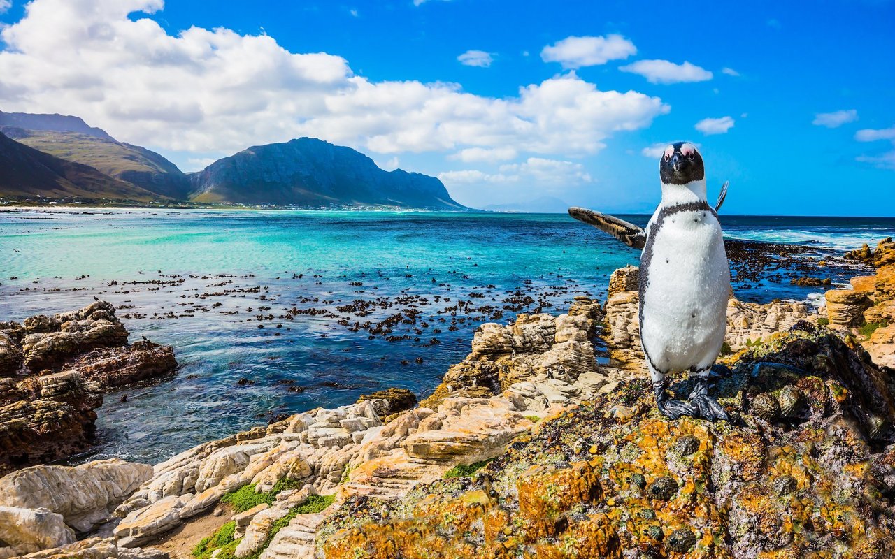 Brillenpinguine sind in ihren afrikanischen Heimatländern teilweise grosser Hitze ausgesetzt.