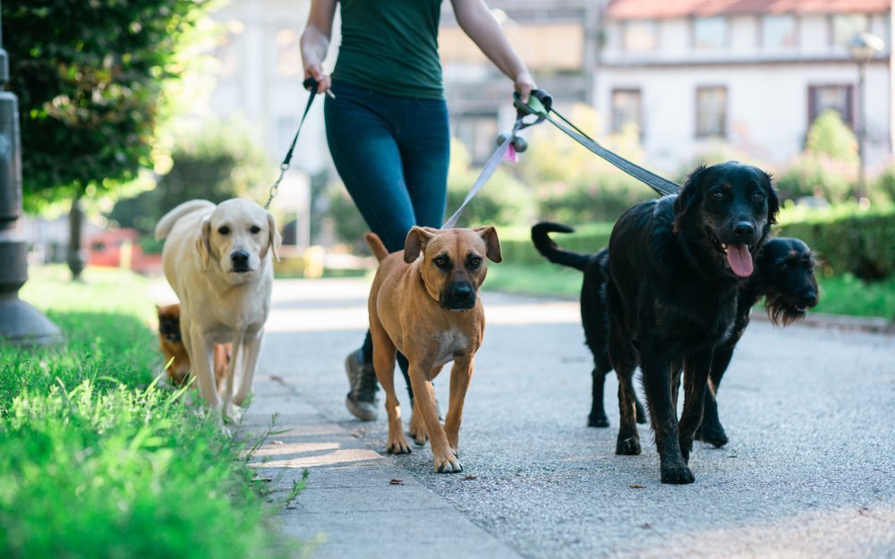 Ob nur für einige Stunden oder den ganzen Tag lang: Dogsitting erfordert viel Fachwissen und Erfahrung.