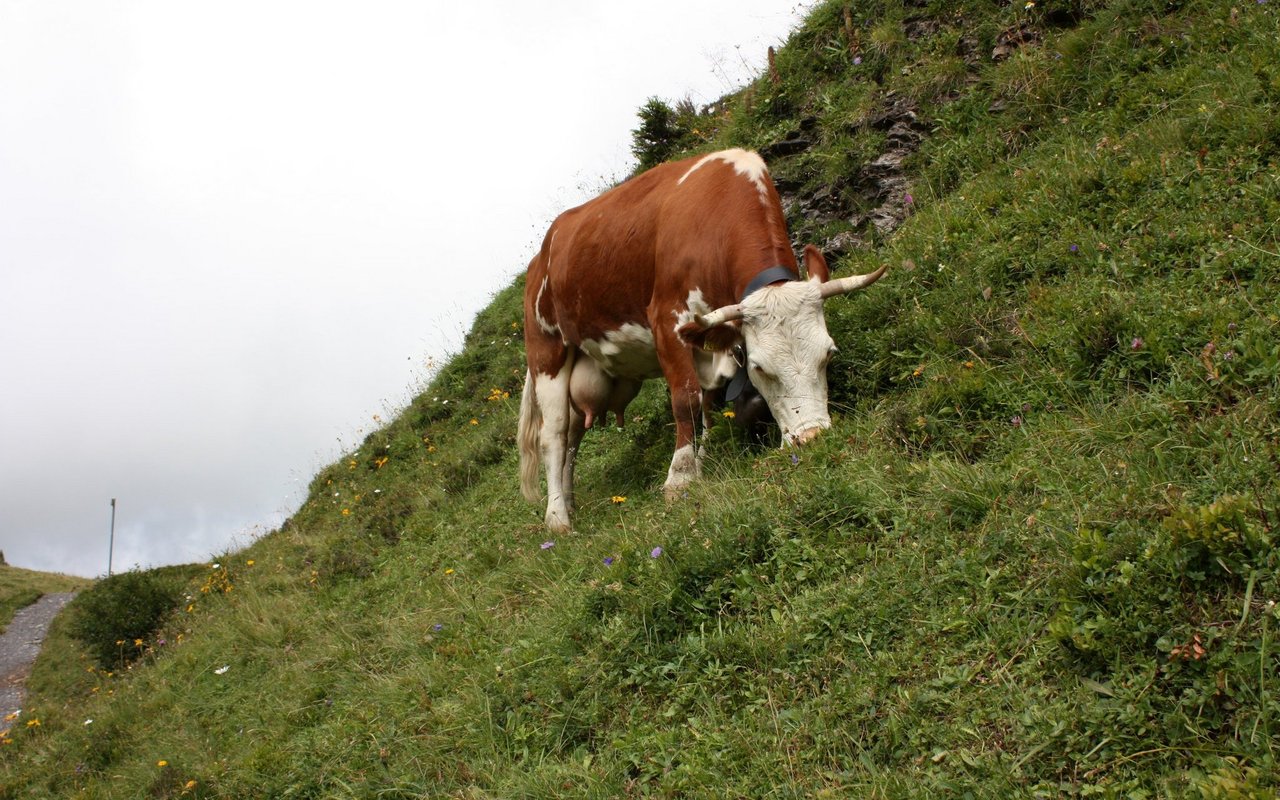 Die Hinterwälder Kühe sind gebirgserprobt.