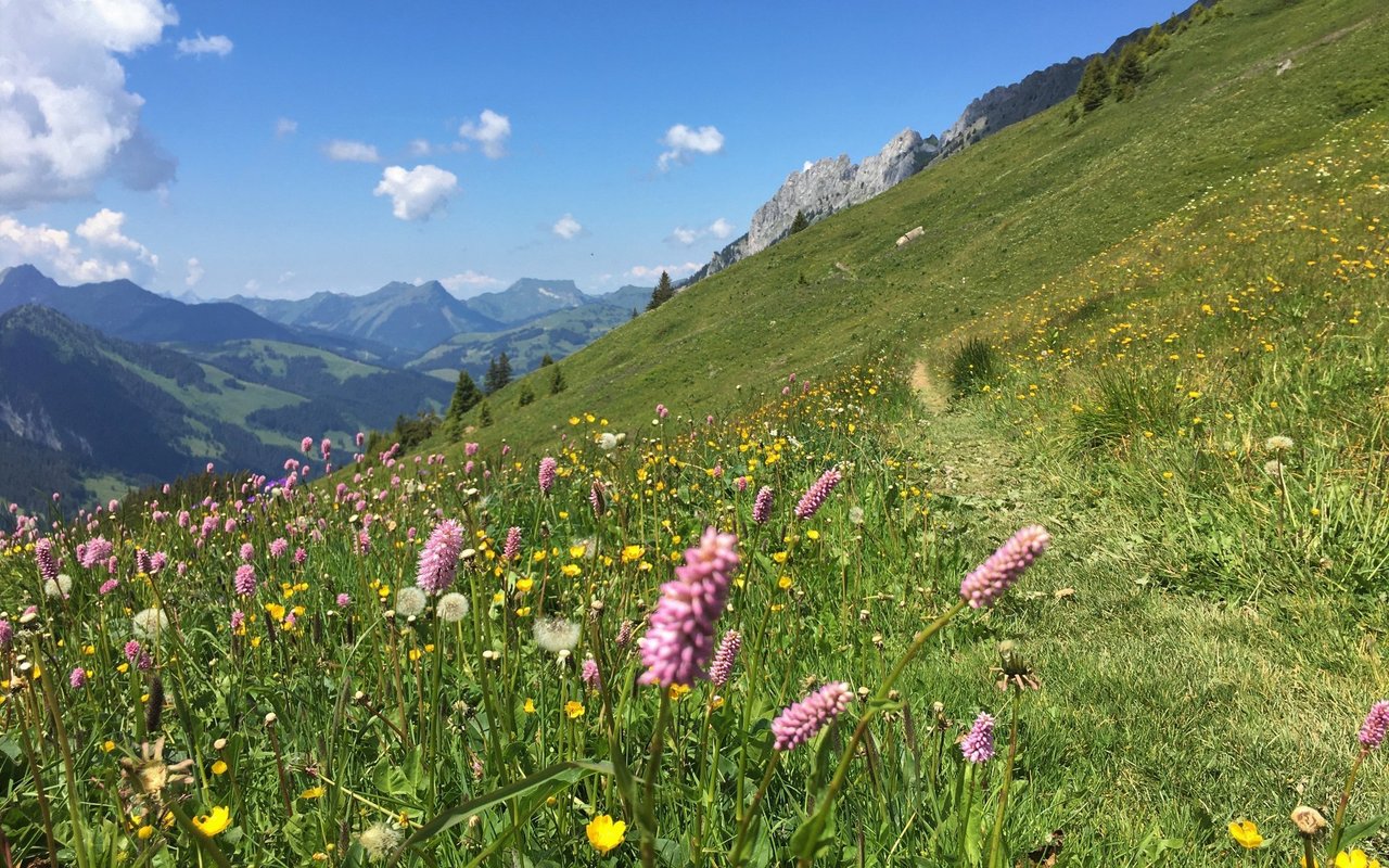 Die Via Alpina hat auch ihre lieblichen Seiten. 