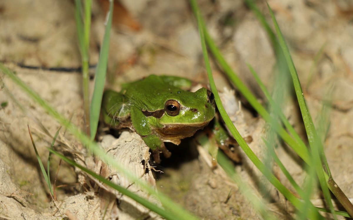 Ein Laubfrosch im Frühling auf dem Weg zum Laichgewässer. Ausserhalb der Fortpflanzungszeit lebt er im Gebüsch und auf Bäumen.